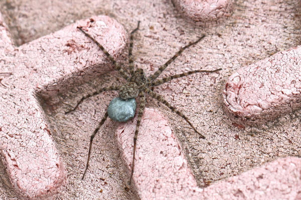 Thin-legged Wolf Spider