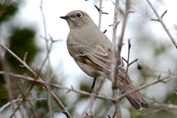 Townsend's Solitaire