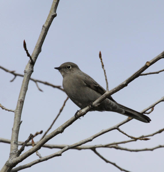 Townsend's Solitaire