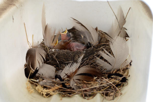 Tree Swallow nest