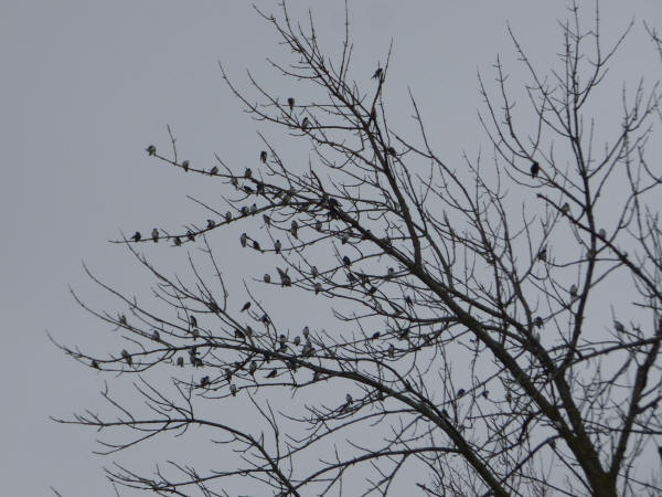 Tree Swallows