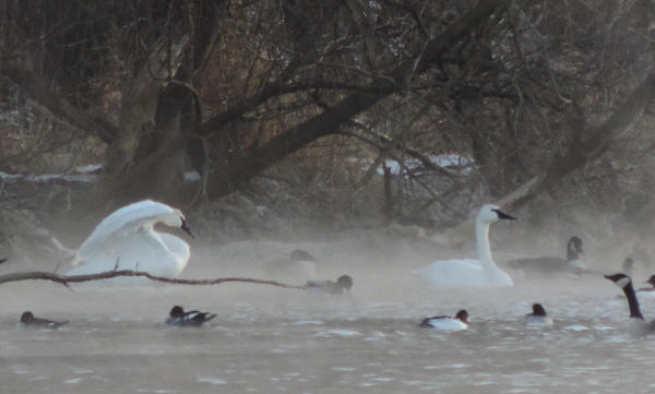 Trumpeter Swans