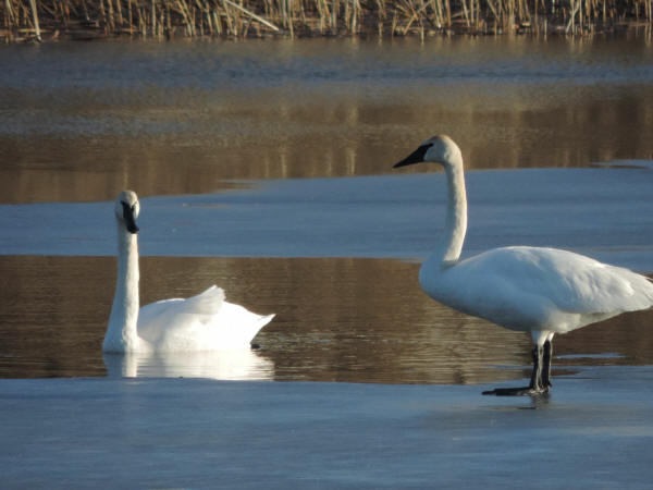 Trumpeter Swans