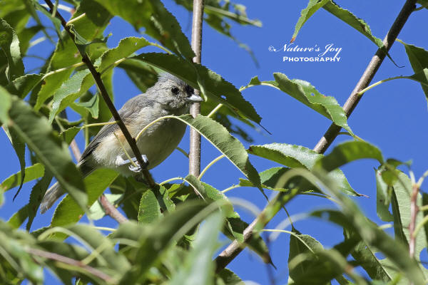 Tufted Titmouse