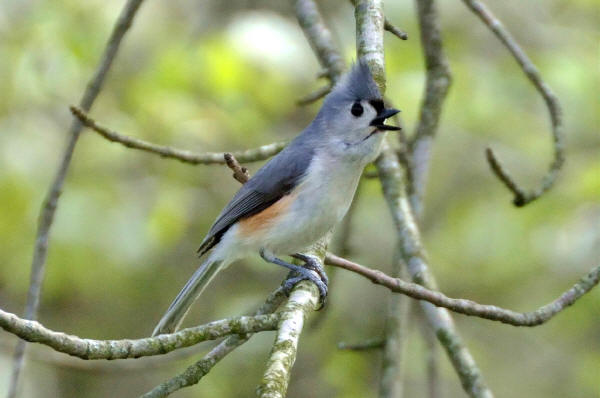 Tufted Titmouse