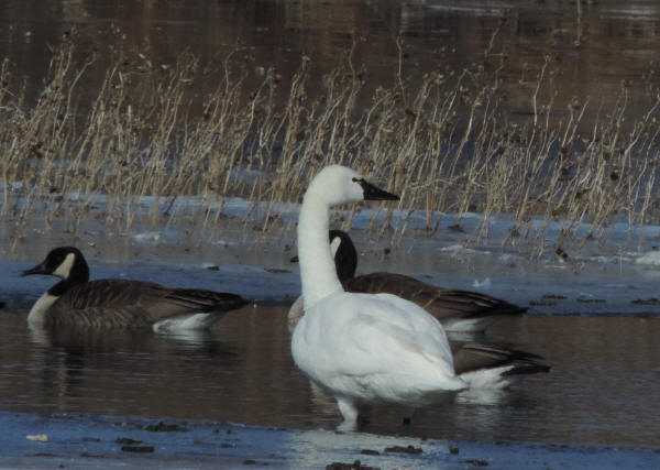 Tundra Swan