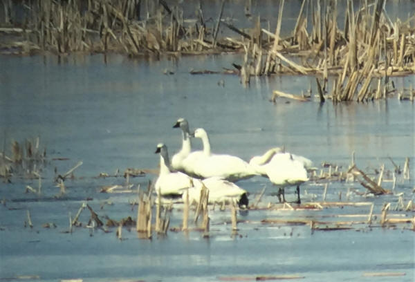 Tundra Swans