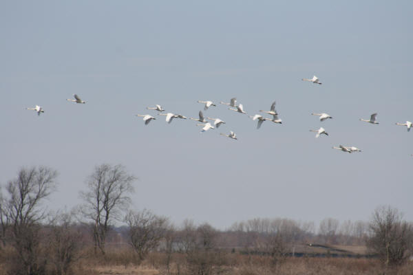 Tundra Swans