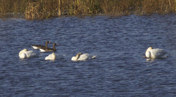 Tundra Swans and White-fronted Geese