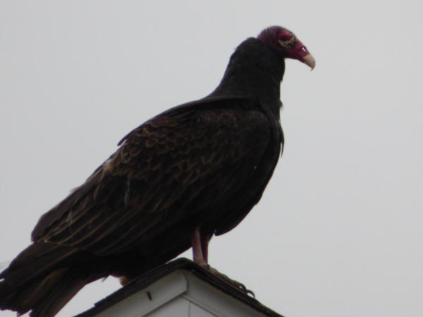 Turkey Vulture