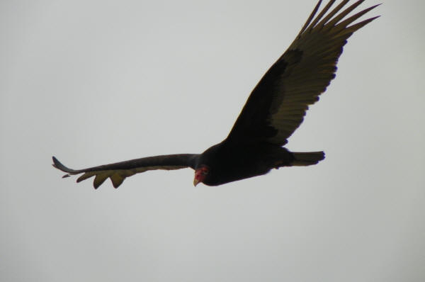 Turkey Vulture