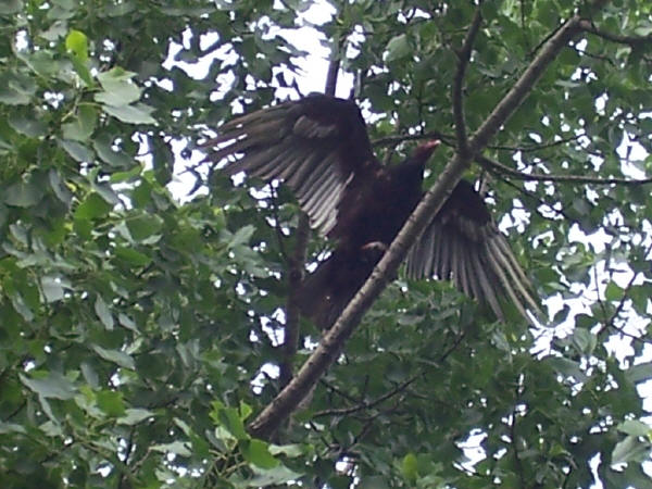 Turkey Vulture