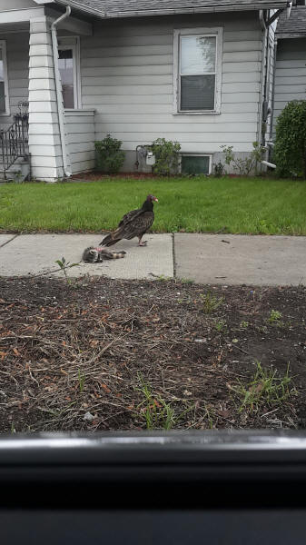 Turkey Vulture