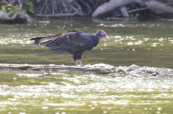 Turkey Vulture