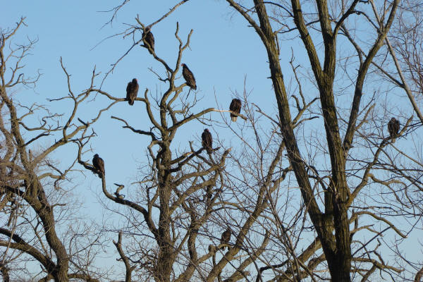 Turkey Vultures