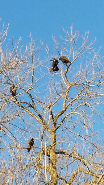 Turkey Vultures