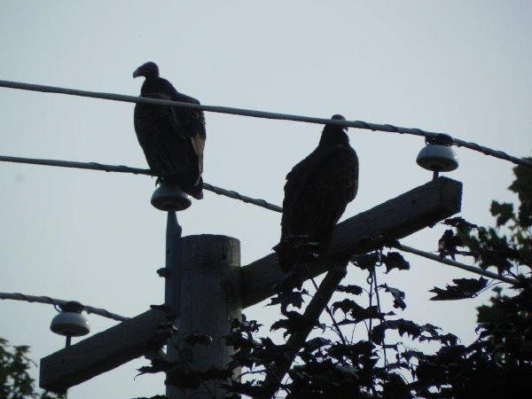 Turkey Vultures