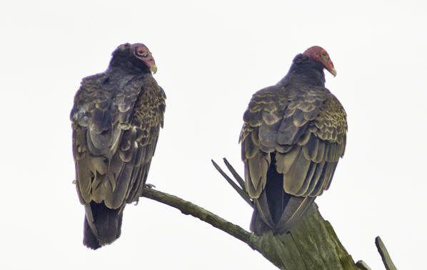 Turkey Vultures