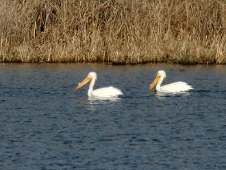 American White Pelicans on Nelson Lake