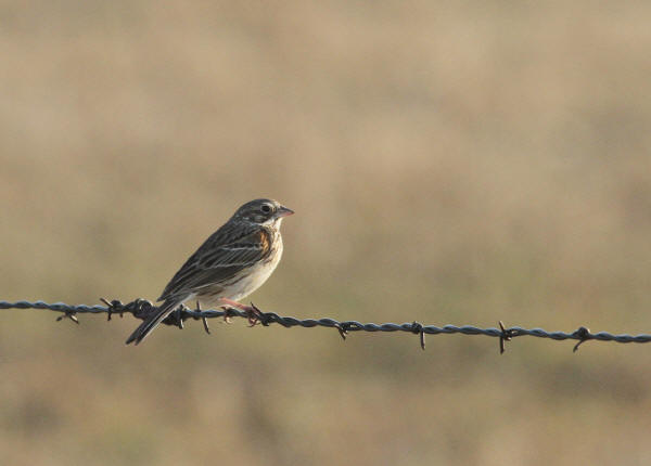 Vesper Sparrow