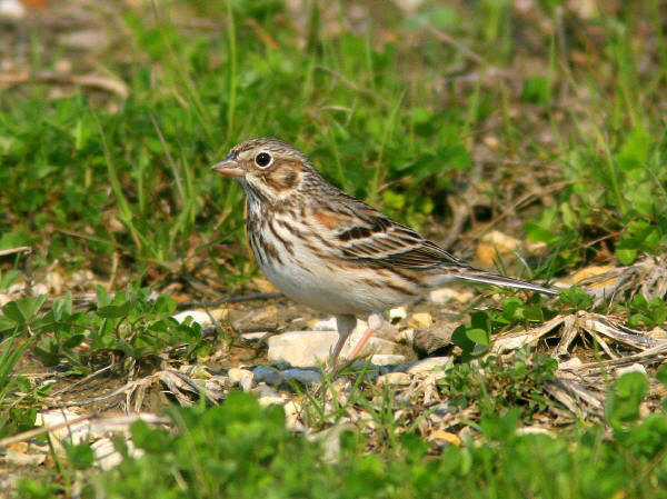 Vesper Sparrow