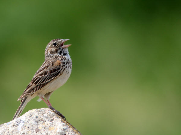 Vesper Sparrow