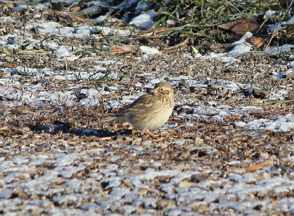 Vesper Sparrow