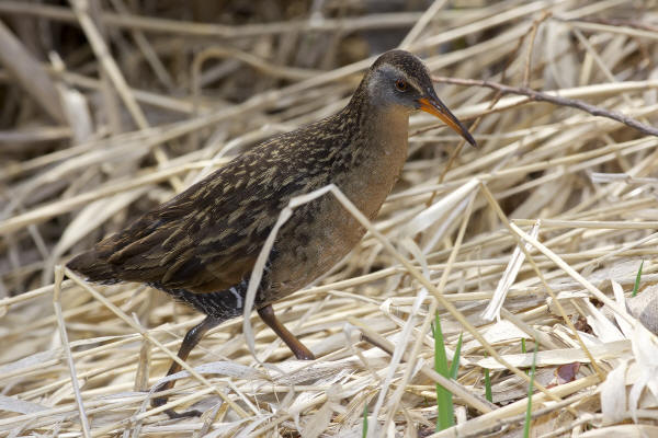 Virginia Rail