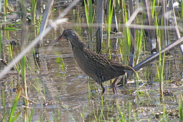 Virginia Rail