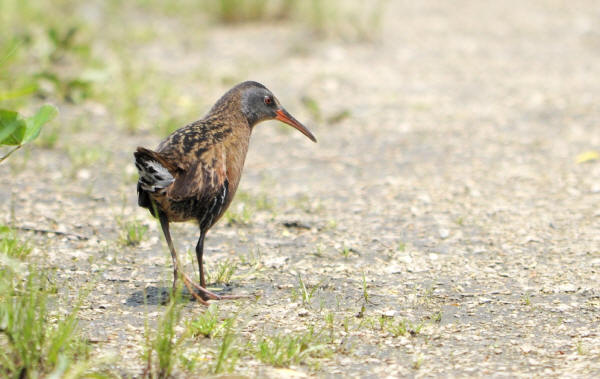 Virginia Rail