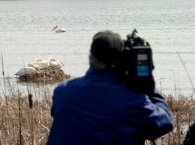 Filming the pelicans at Nelson Lake