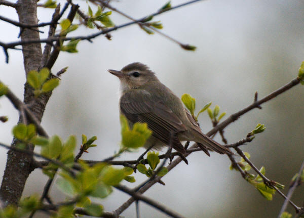 Warbling Vireo