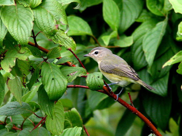 Warbling Vireo