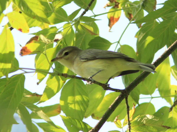 Warbling Vireo