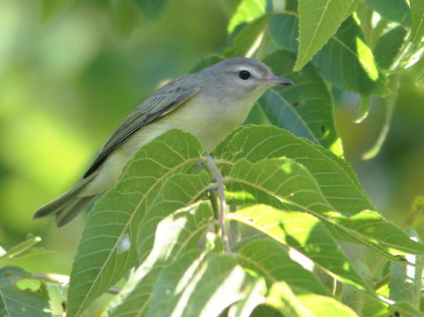 Warbling Vireo