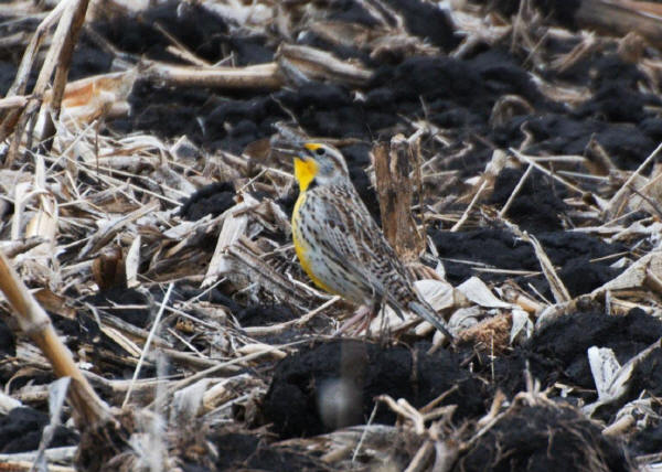 Western Meadowlark