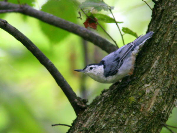 White-breasted Nuthatch