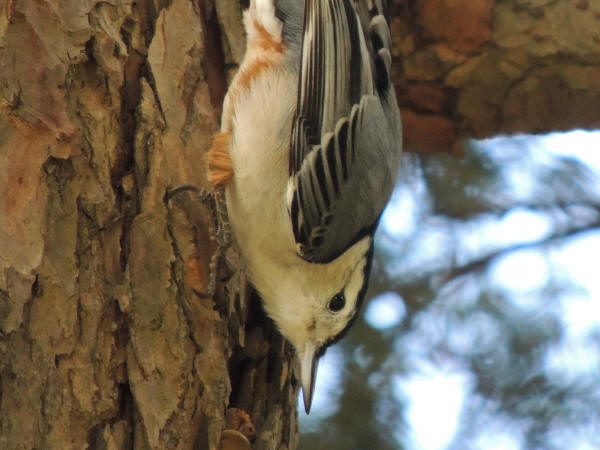 White-breasted Nuthatch