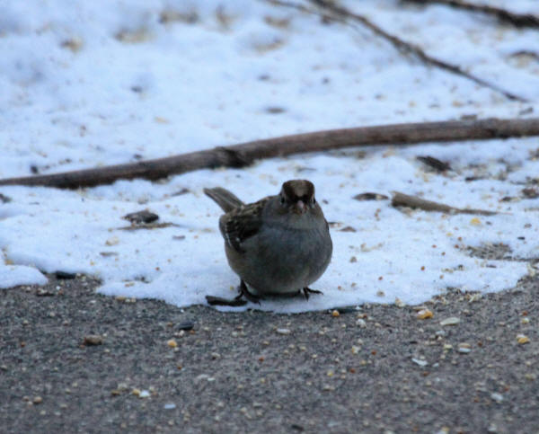 White-crowned Sparrow