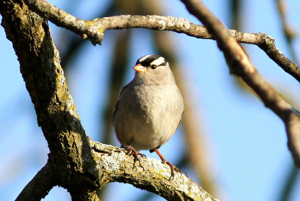 White-crowned Sparrow