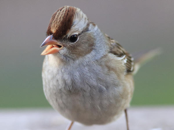 White-crowned Sparrow