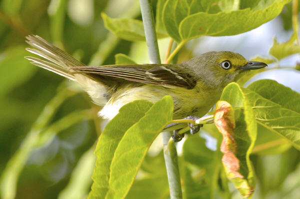 Whiye-eyed Vireo