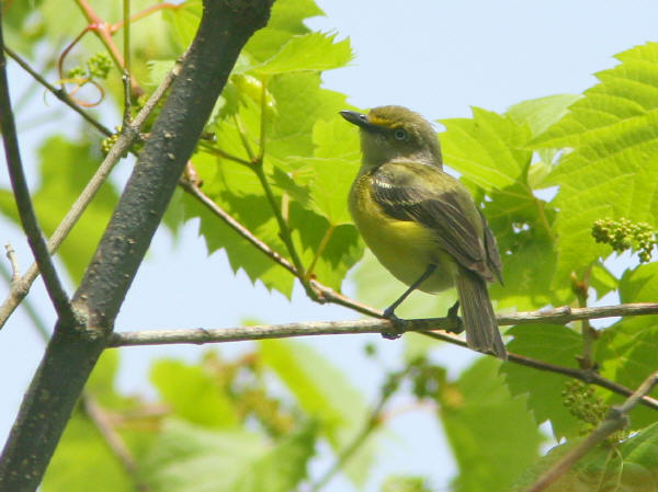 White-eyed Vireo