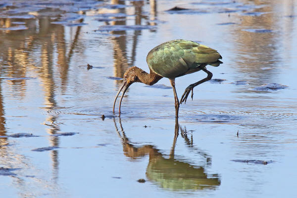 White-faced Ibis