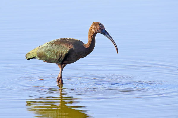 White-faced Ibis