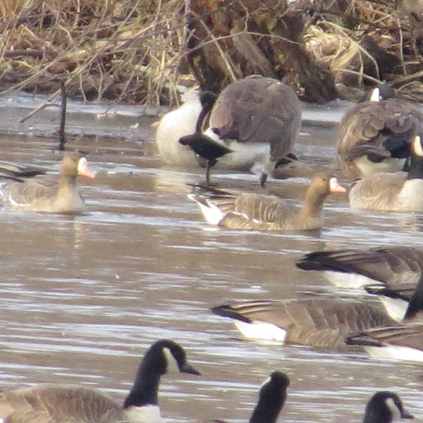 White-fronted Geese