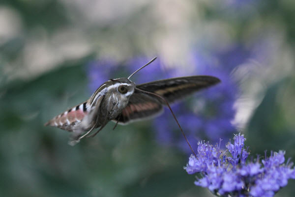 White-lined Sphinx Moth