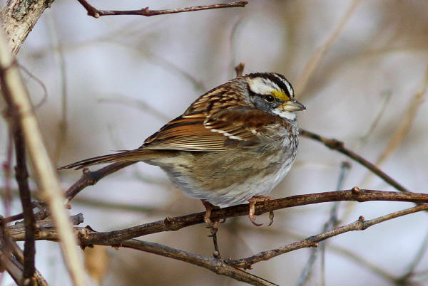 White-throated Sparrow