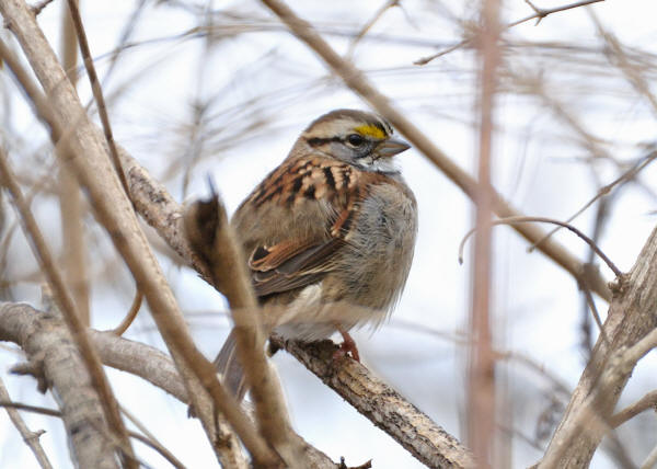 White-throated Sparrow