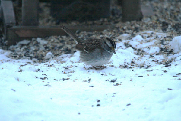 White-throated Sparrow